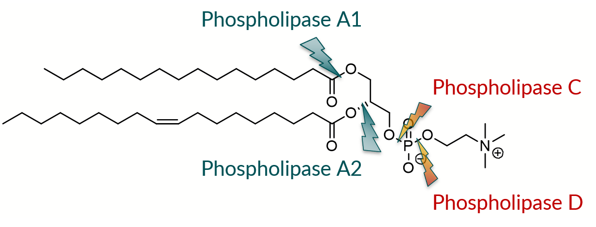 Action of phospholipases