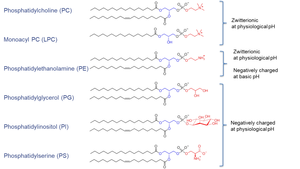 The unique and different types of phospholipids Phospholipid Research