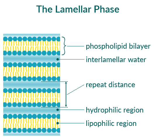 The lamellar phase