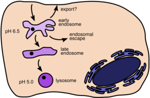 Improving endosomal escape of lipid nanoparticles - Phospholipid ...
